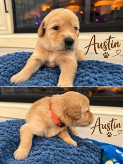 Golden Retriever dogs for sale: Austin - Ad 1