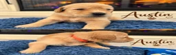 Golden Retriever dogs for sale: Austin - Ad 1
