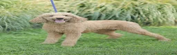 Goldendoodle dogs for sale: Jasmine - Ad 11