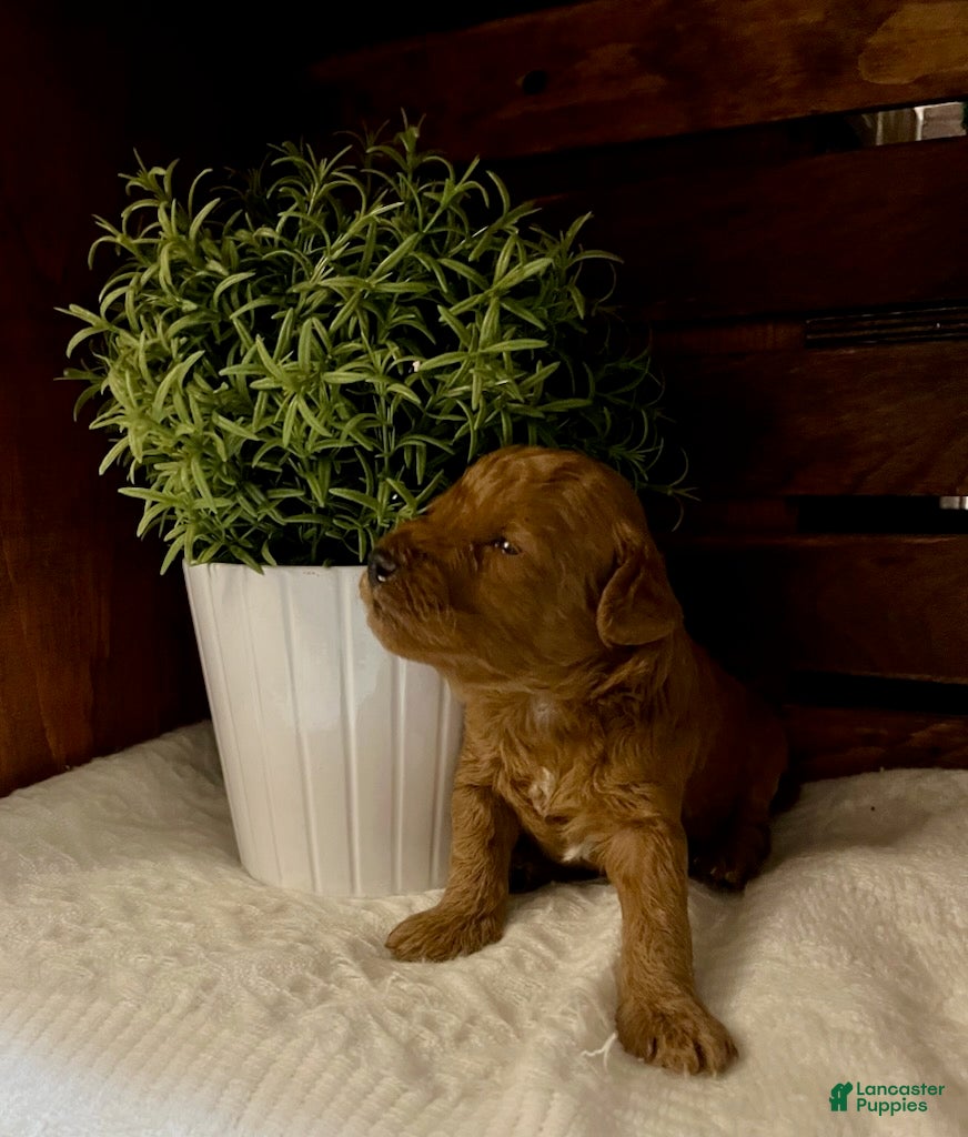 Miniature Poodle dogs Mocha - Ad 1