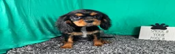 Cavalier King Charles Spaniel dogs for sale: Cavalier King Charles Spaniel 1 - Ad 3