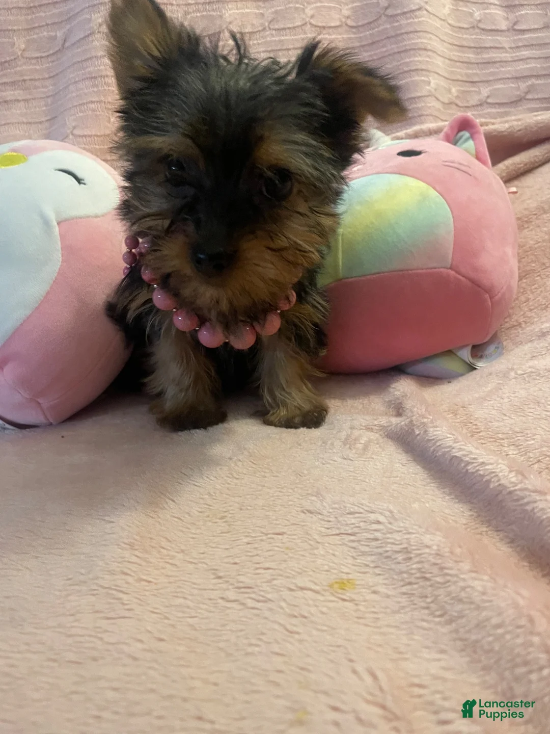 Yorkshire Terrier dogs for sale: Yorkshire Terrier 1 - Ad 9