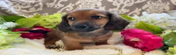 Miniature Dachshund dogs for sale: Tulip - Ad 4