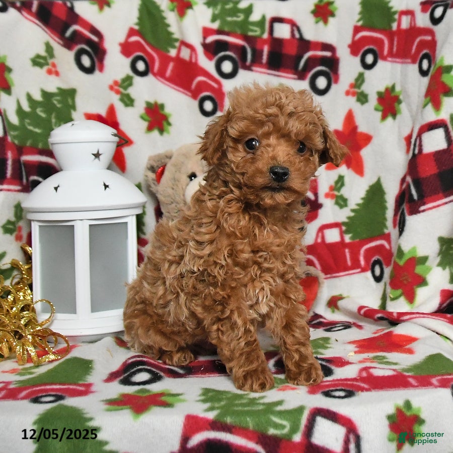 Toy Poodle dogs Dancer - Ad 2
