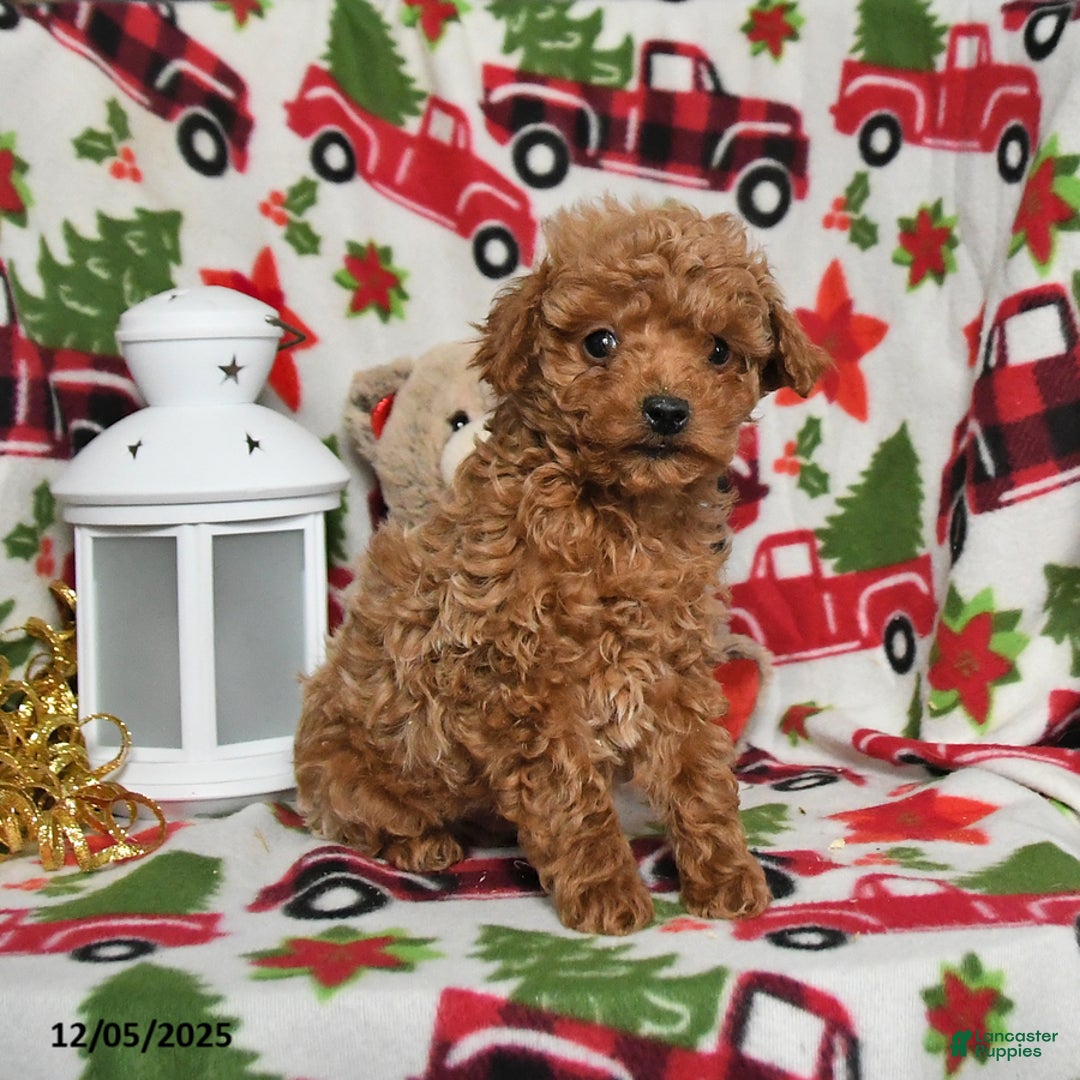 Toy Poodle dogs for sale: Dancer - Ad 1