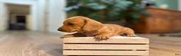 Miniature Dachshund dogs for sale: Doxie  - Ad 2