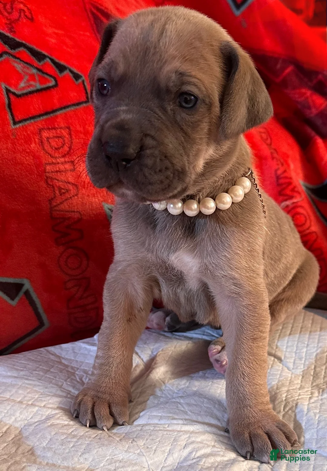 Great Dane dogs for sale: Great Dane Puppy 1 - Ad 1