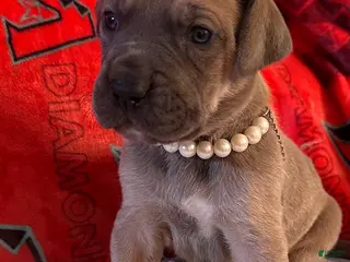 Great Dane dogs Great Dane Puppy 1 - Ad 6