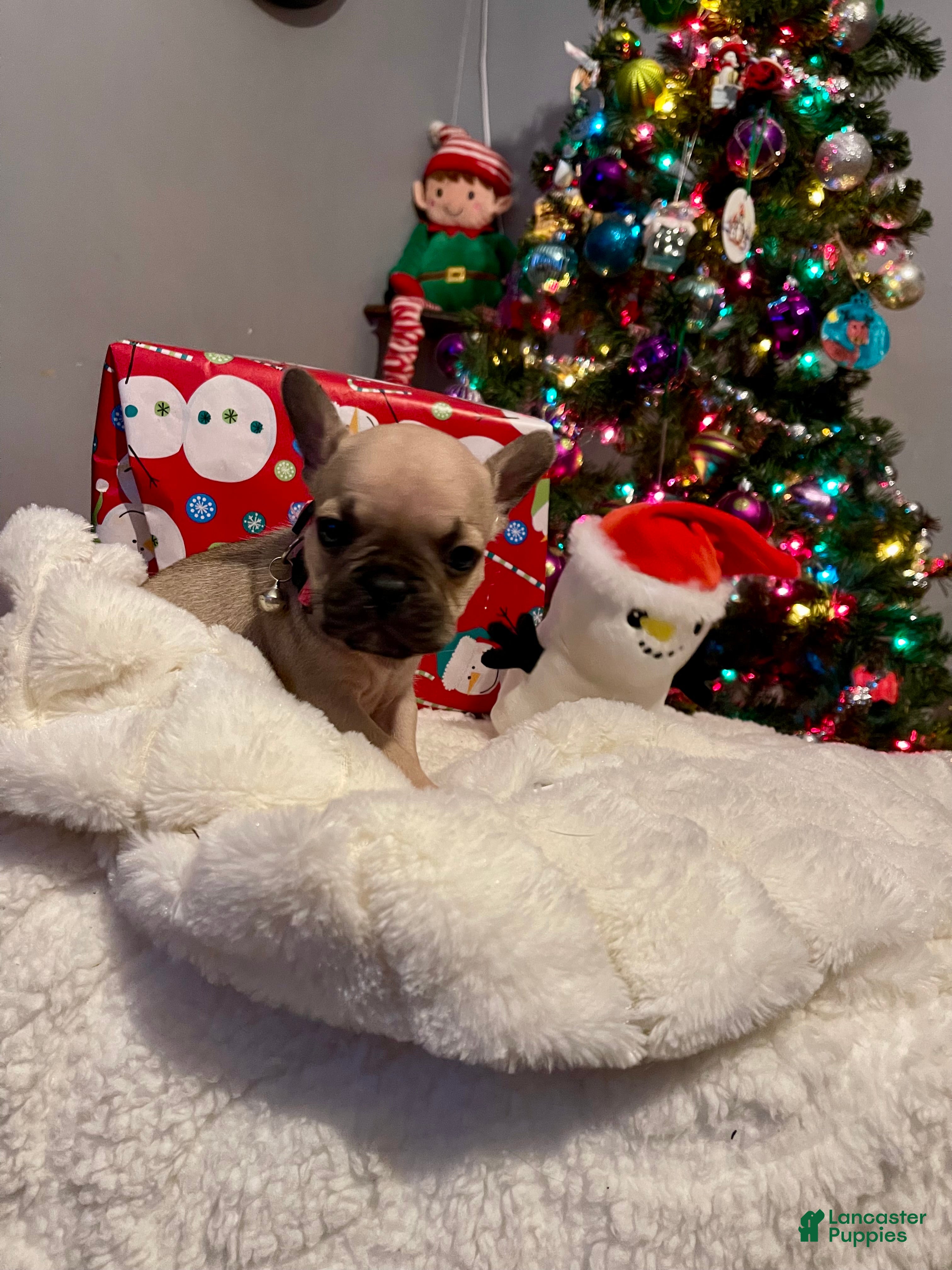 French Bulldog dogs Peaches - Ad 25