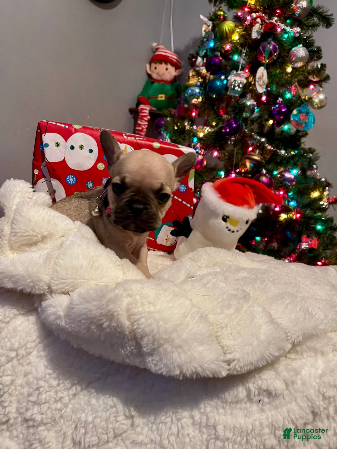 French Bulldog dogs for sale: Peaches - Ad 1