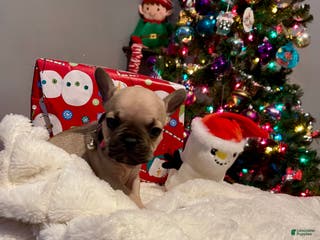 French Bulldog dogs Peaches - Ad 2