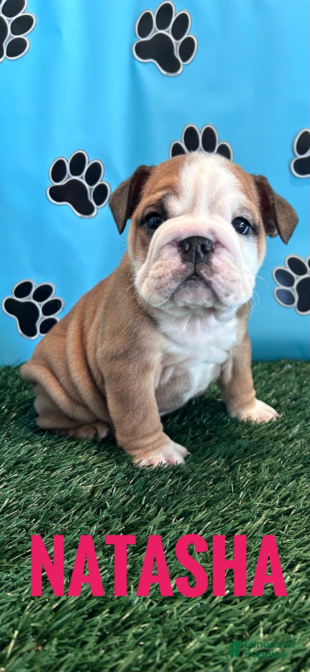 English Bulldog dogs for sale: NATASHA - Ad 2