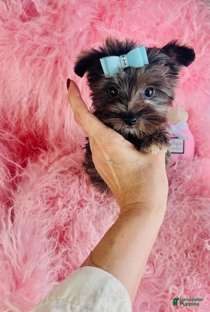 Yorkshire Terrier dogs Yorkshire Terrier Puppy 1 - Ad 1