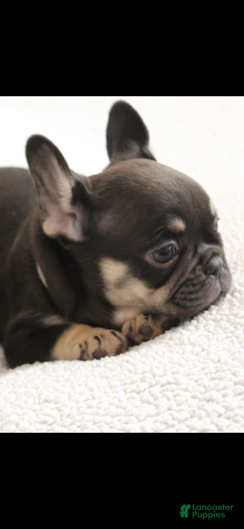 French Bulldog dogs French Bulldog Puppy 3 - Ad 1