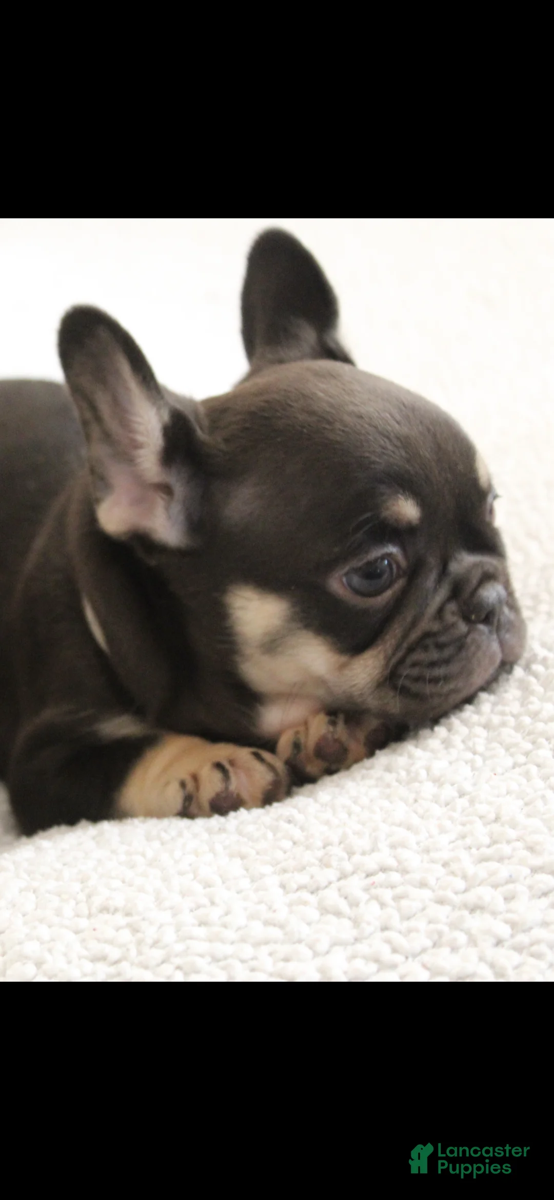 French Bulldog dogs for sale: French Bulldog Puppy 3 - Ad 1