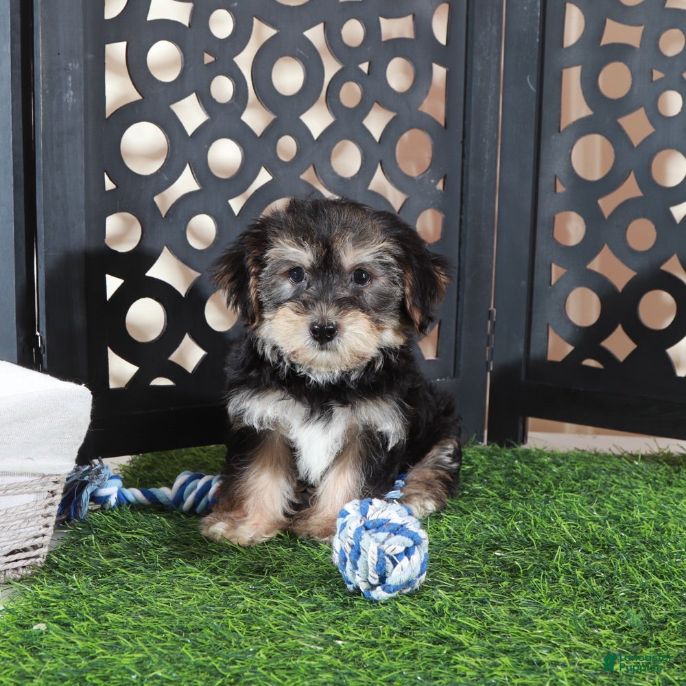 Yochon dogs Bear Playful Male Yochon Puppy - Ad 26