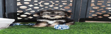 Bear Playful Male Yochon Puppy