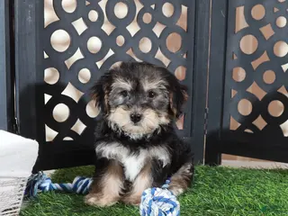 Yochon dogs Bear Playful Male Yochon Puppy - Ad 37