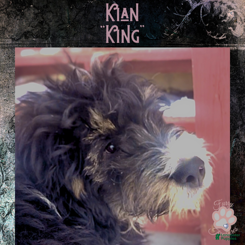 Mini Bernedoodle dogs Kian “Blue Collar” Male - Ad 24