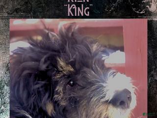 Mini Bernedoodle dogs Kian “Blue Collar” Male - Ad 24