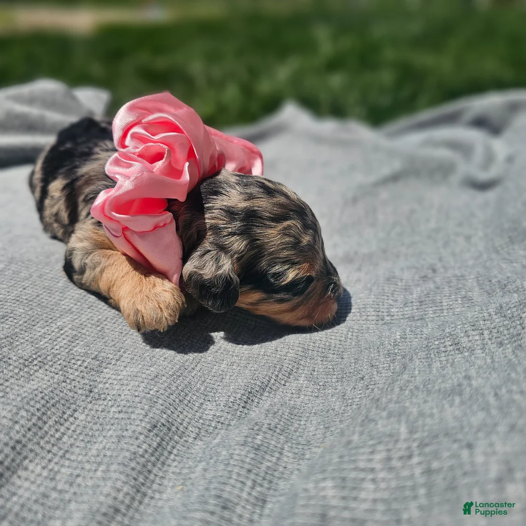 Cavapoo dogs for sale: Starlet - Ad 2