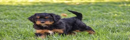 Mixed Breed dogs for sale: Samson - Mini Bernedoodle - Ad 8