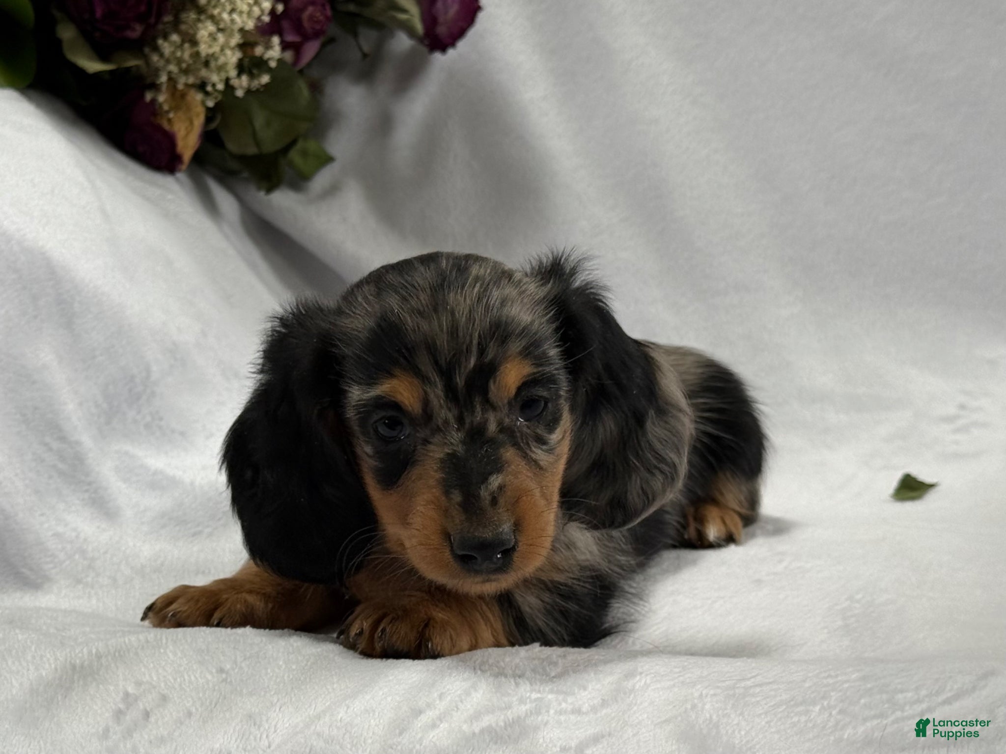 Miniature Dachshund dogs Asher - Ad 2