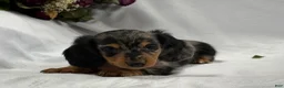 Miniature Dachshund dogs for sale: Asher - Ad 2