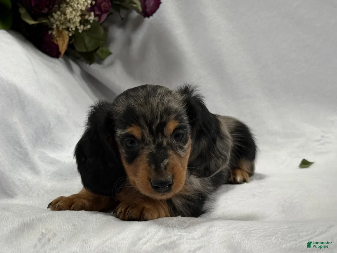 Miniature Dachshund dogs for sale: Asher - Ad 2