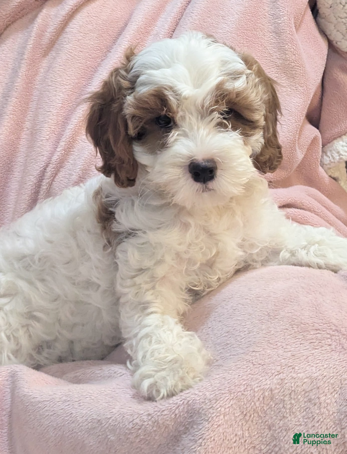 Cavapoo dogs Noel - F1B Cavapoo Female - Ad 28