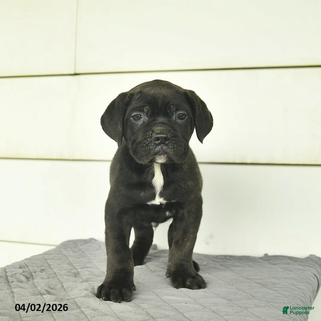Cane Corso dogs for sale: Max  - Ad 2