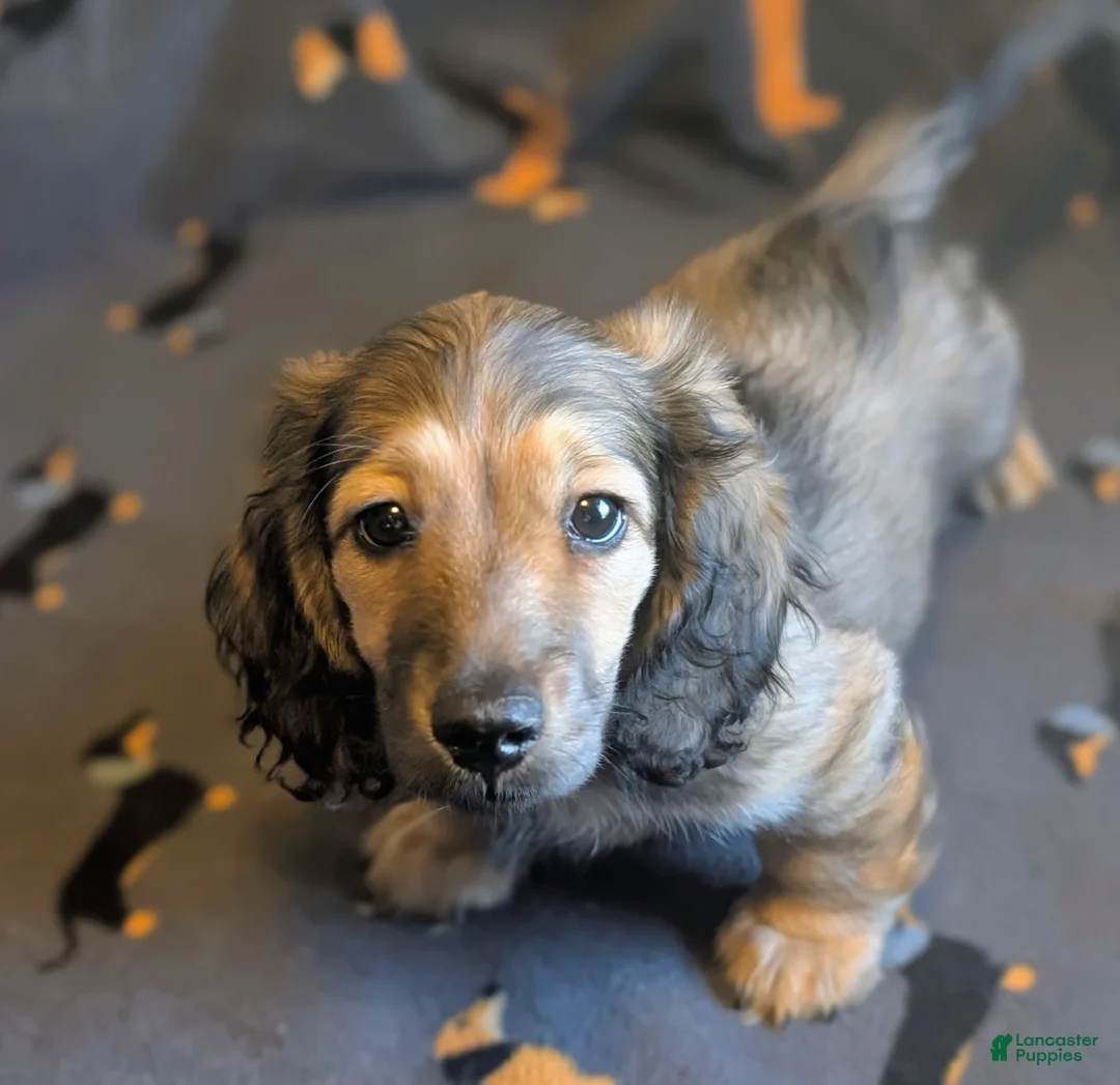 Miniature Dachshund dogs for sale: Sherlock  - Ad 1