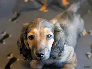 Miniature Dachshund dogs Sherlock - Ad 34