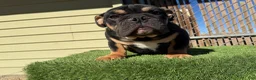 English Bulldog dogs for sale: KINGSTON – Black Tan Tri Loverboy in LA, CA - Ad 6