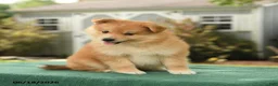 Pomsky dogs for sale: Kai  - Ad 3