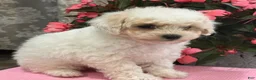Bichpoo dogs for sale: Kayla - Ad 4