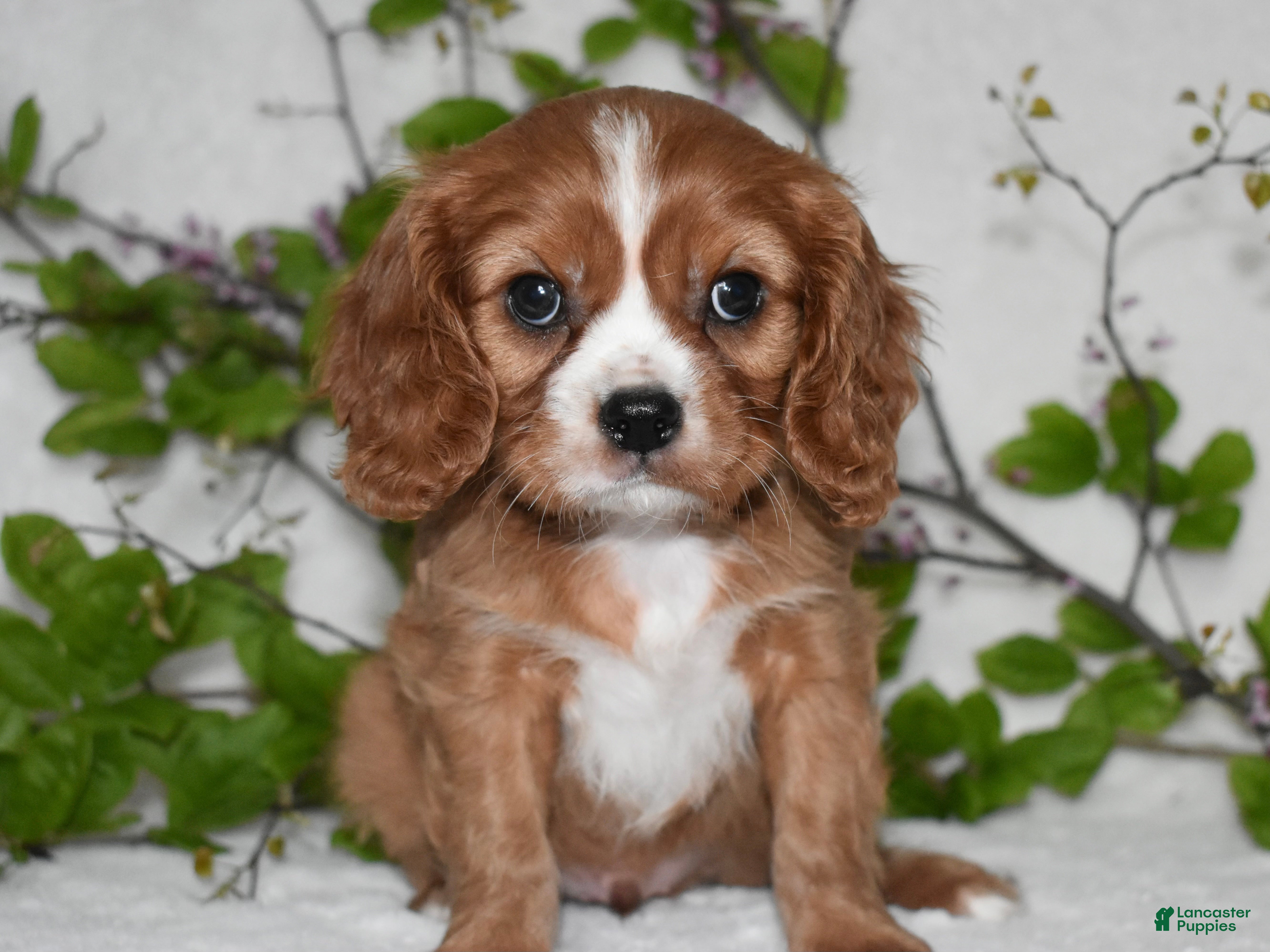 Cavalier King Charles Spaniel dogs Remy  - Ad 17