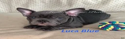 Frenchton dogs for sale: Luca blue   - Ad 3