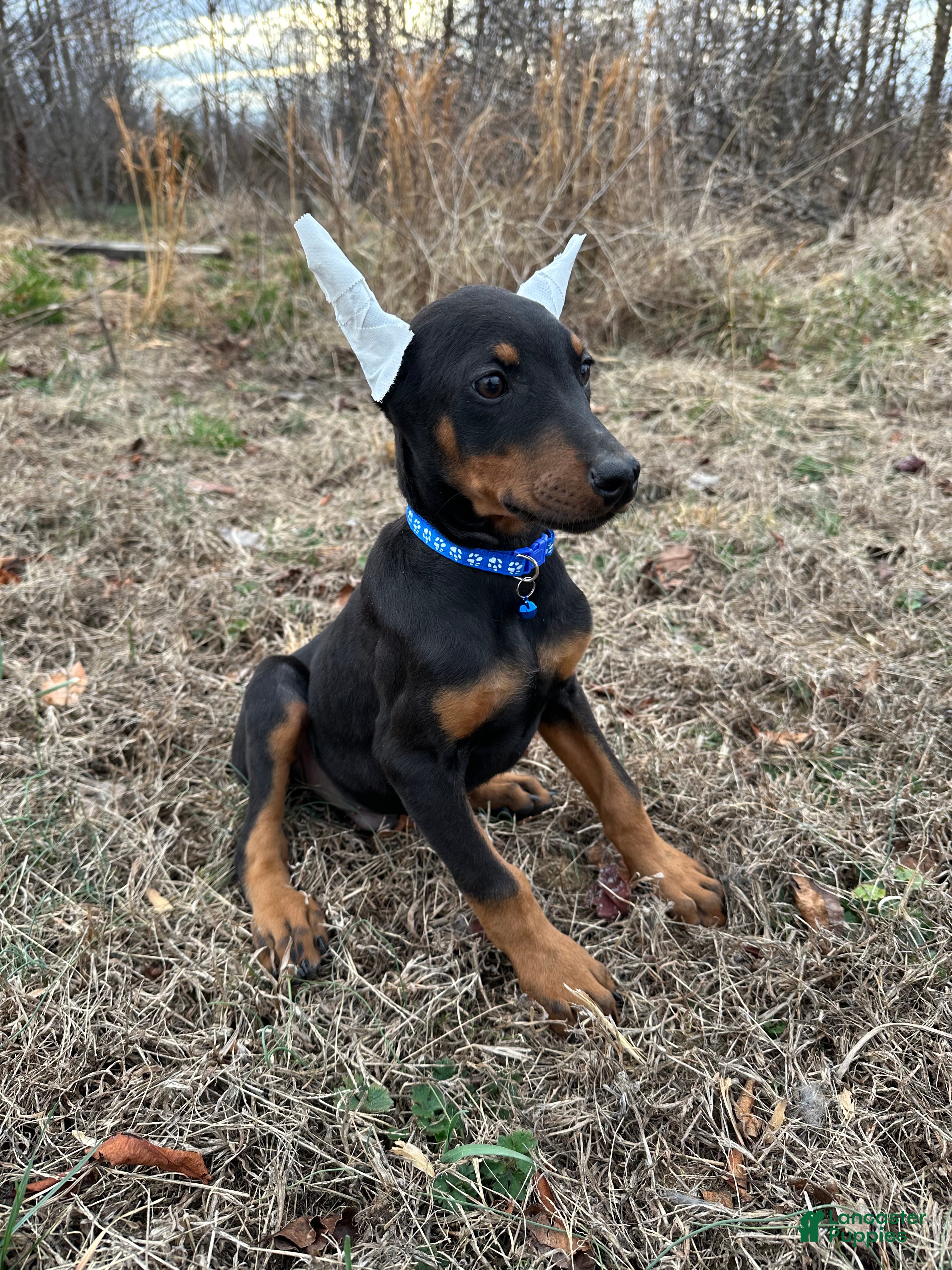 Doberman Pinscher dogs Doberman Pinscher Puppy 4 - Ad 2
