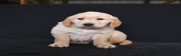Golden Retriever dogs for sale: Robin  - Ad 4