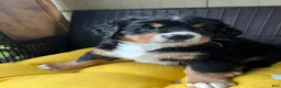 Bernese Mountain Dog dogs for sale: Daisy - Ad 1