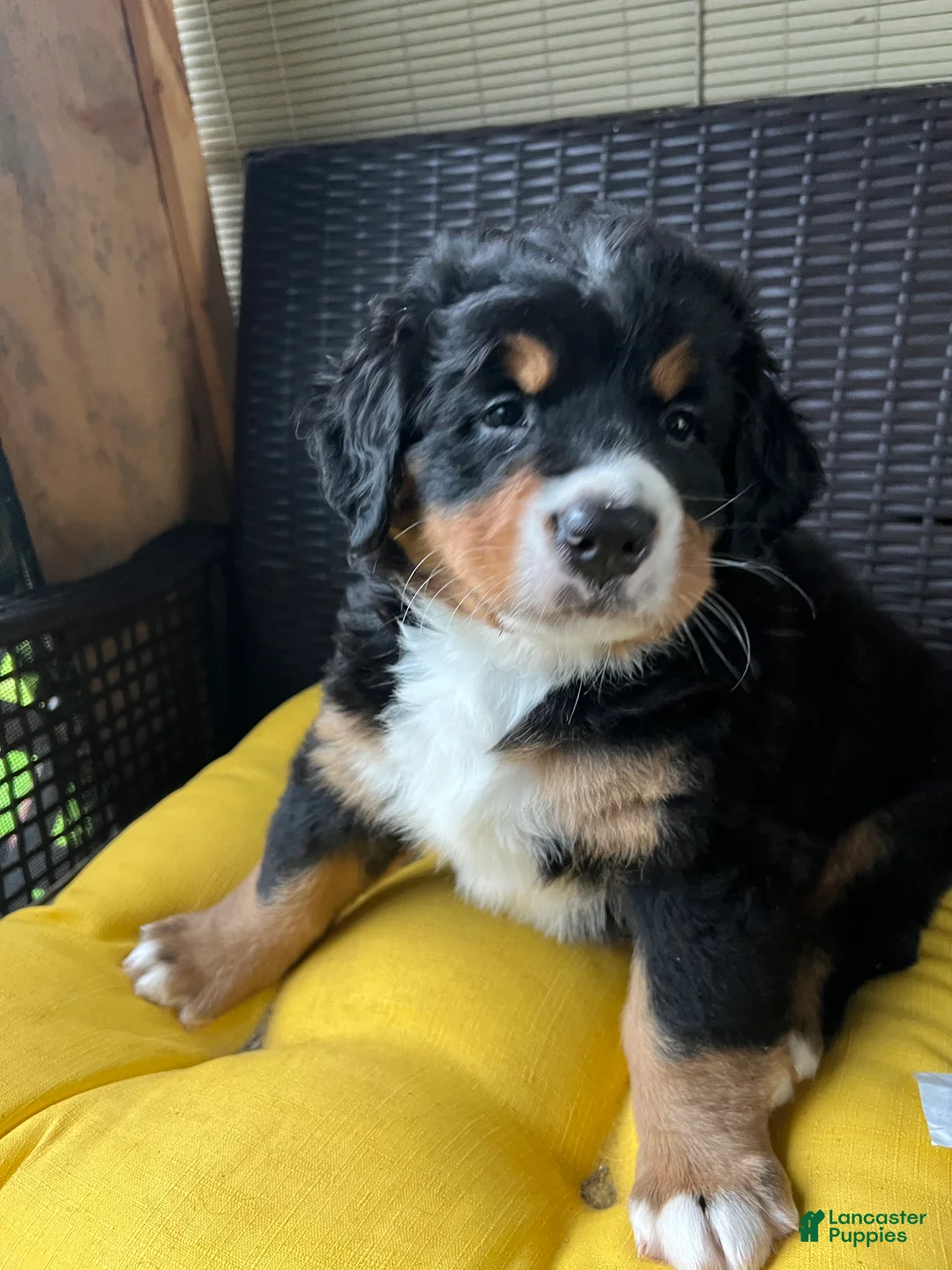 Bernese Mountain Dog dogs for sale: Daisy - Ad 1