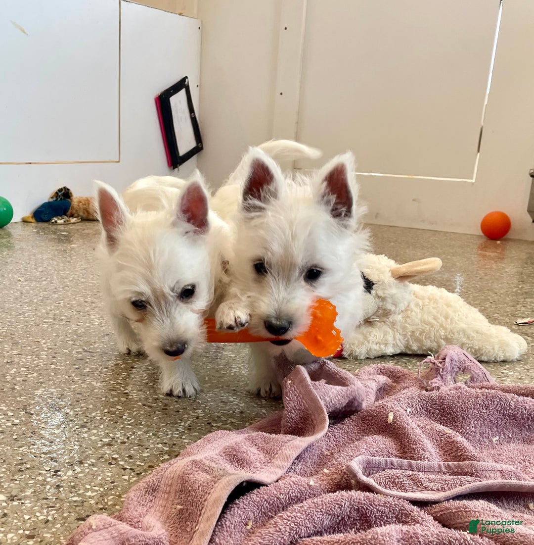 West Highland Terrier dogs for sale: Lexi, AKC - Ad 6