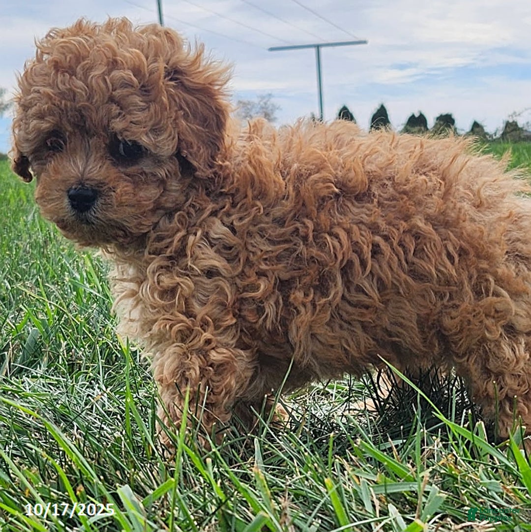 Cavapoo dogs for sale: Jake - Ad 15