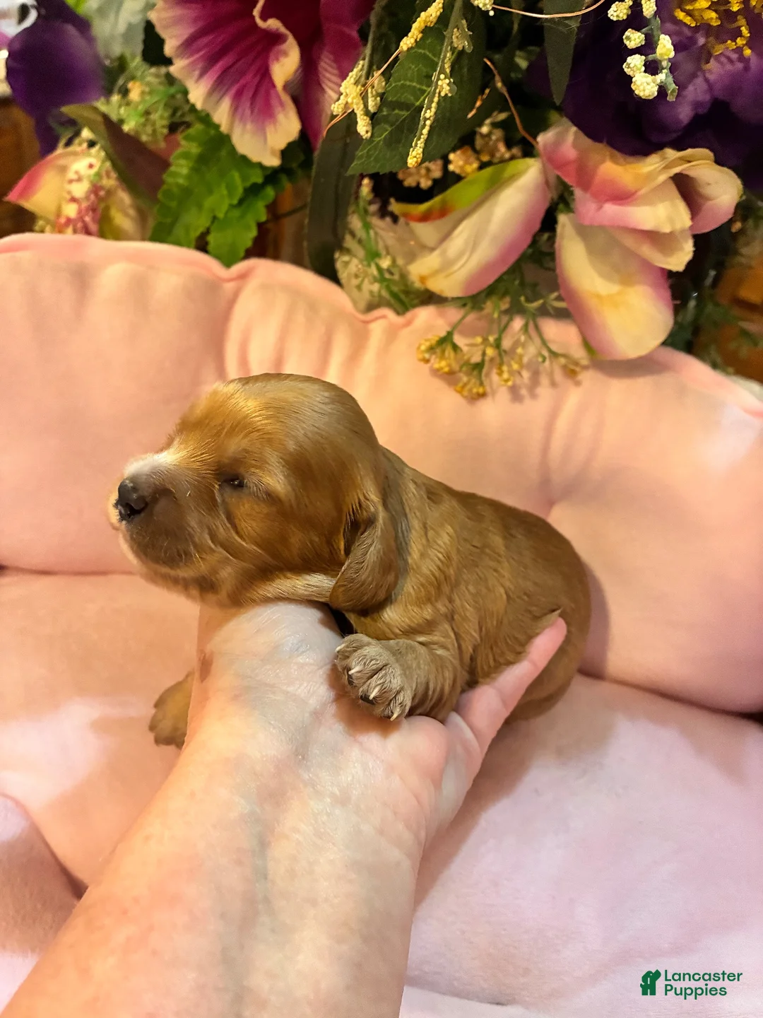 Cavachon dogs for sale: Cavachon 5 - Ad 1