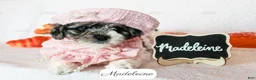 Cavapoo dogs for sale: Madeleine - Ad 3