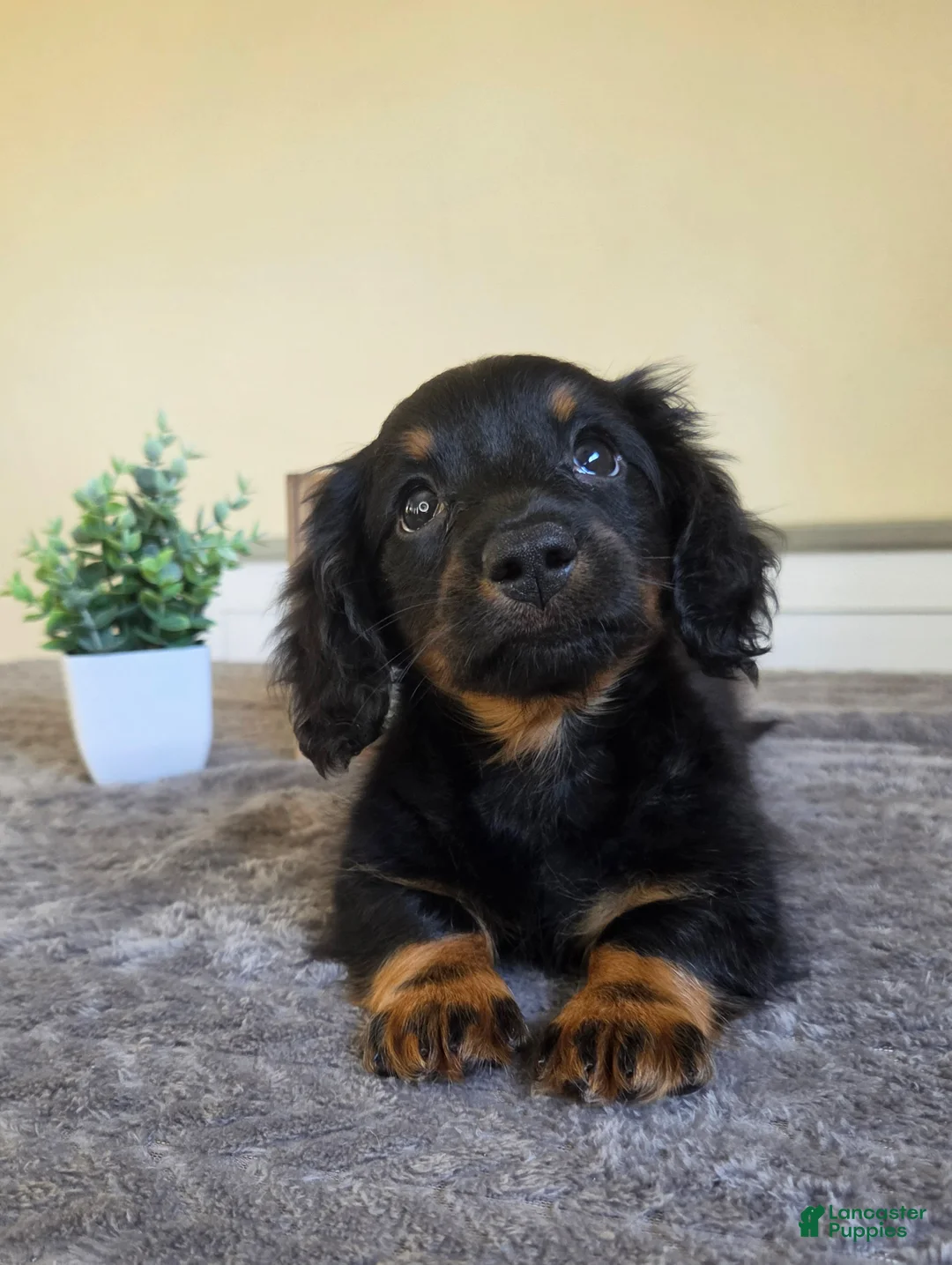 Miniature Dachshund dogs for sale: Mocha- AKC - Ad 2