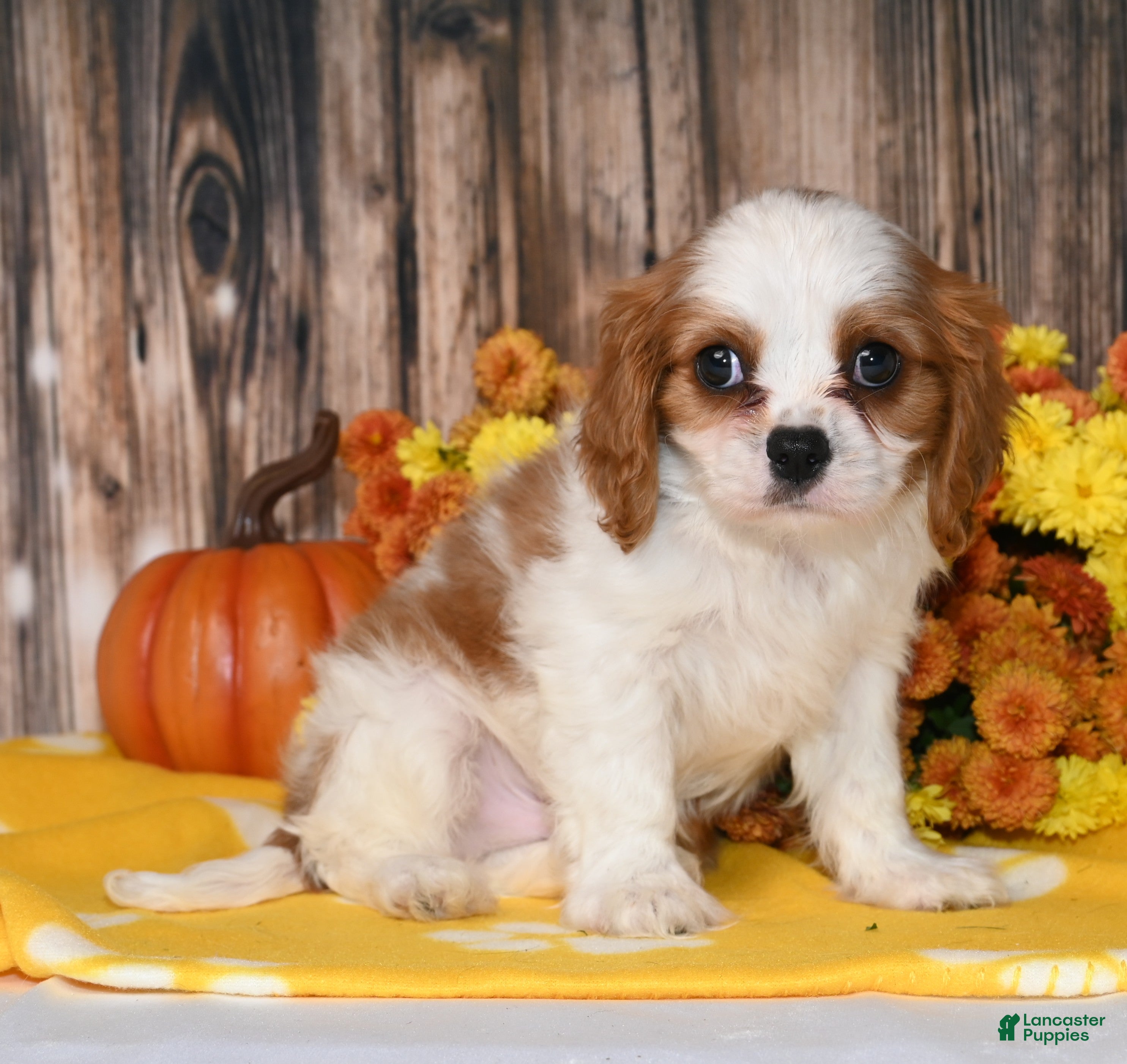 Cavalier King Charles Spaniel dogs Kaido - Ad 16