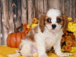 Cavalier King Charles Spaniel dogs Kaido - Ad 17