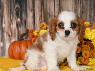 Cavalier King Charles Spaniel dogs Kaido - Ad 32